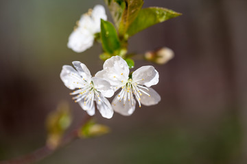 Spring blooming on the branches
