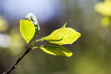 Fresh branches in spring
