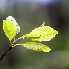 Fresh branches in spring

