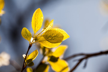 Fresh branches in spring
