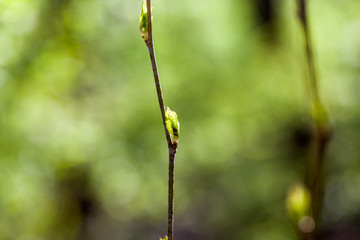 Fresh branches in spring
