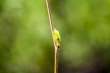 Fresh branches in spring
