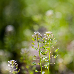 Capsella bursa-pastoris plant in the filed
