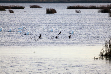 Swans on the lake with sunset light
