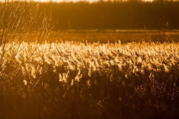 Autumn landscape with reeds in contrejour light at sunset
