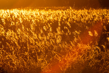 Autumn landscape with reeds in contrejour light at sunset
