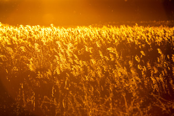Obraz premium Autumn landscape with reeds in contrejour light at sunset 