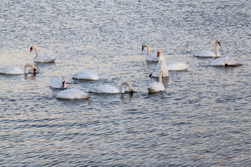 Swans on the lake with sunset light
