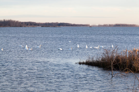 Swans on the lake with sunset light
