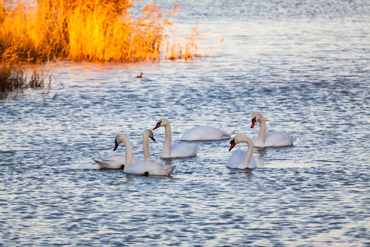 Swans on the lake with sunset light
