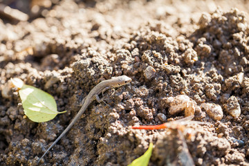Brown lizard in autumn garden
