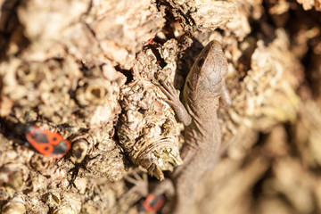 Brown lizard in autumn garden
