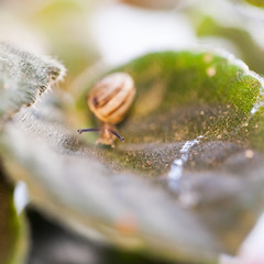 Small, transparent snail on a leaf
