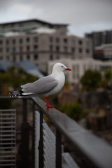 Seagull on a rail