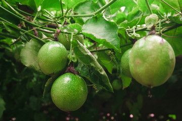 Passion Fruit On Fresh Green From The Fruit Is Not Cooked Yet Ready Stock Photo