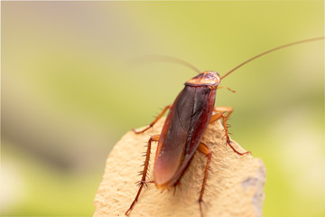 Cockroach on wooden