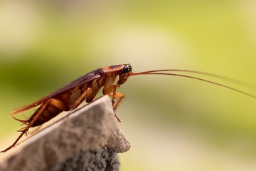 Cockroach on wooden