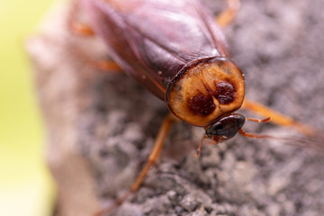 Cockroach on wooden
