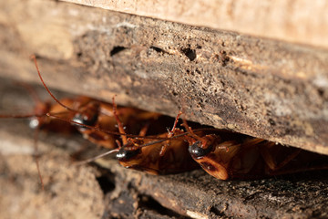 Cockroach on wooden