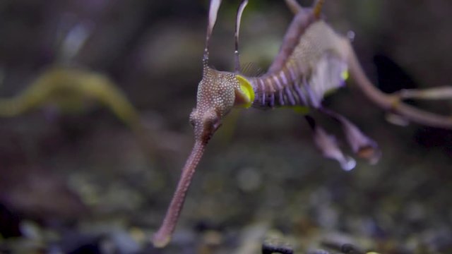 Leafy Sea Dragon seahorse