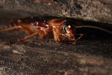 Cockroach on wooden