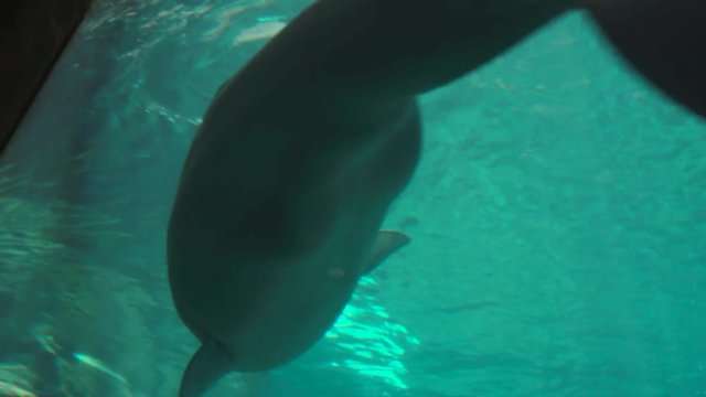 Playful beluga whales