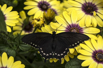 Pipevine Swallowtail Butterfly on yellow  and purple flowers