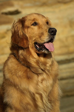 Golden Retriever dog outdoor portrait against natural rocks