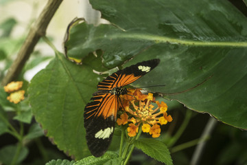 Common Longwing Butterfly on Orange Milkweed Flower