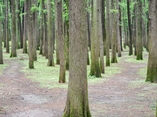 Obraz premium walkway path with straight green trees in forest. Beautiful alley, road in park. way through summer Forest.