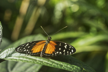 Tiger Longwing Butterfly on green foliage