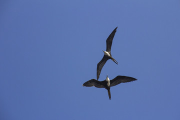 Beautiful frigate, flying calm, MORE OPTIONS IN MY PORTFOLIO 
