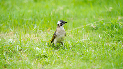 Close up of Pycnonotus sinensis in meadows.