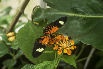 Common Longwing Butterfly on Orange Milkweed Flower