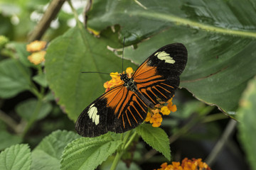 Common Longwing Butterfly on Orange Milkweed Flower