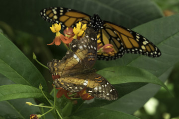 Painted Lady and Monarch Butterfly on Milkweed Plant
