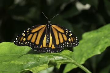 Monarch Butterfly on Green Foliage