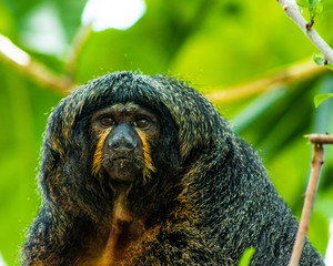 Saki Monkeys