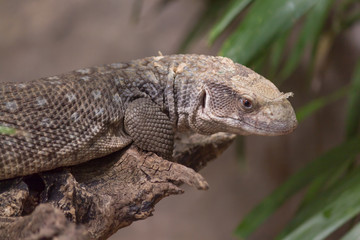 The Mexican beaded lizard is a venomous beaded lizards found principally in Mexico and southern Guatemala. It has an overt venom delivery system.