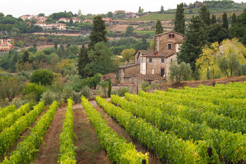 Fototapeta na wymiar Vineyards surrounding Panzano, Chianti, Tuscany