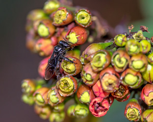 Stingless Bee collecting Nectar to produce Honey in the Hive (