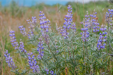 Close Up of Wild Purple Silky Lupin Flowers in Idaho