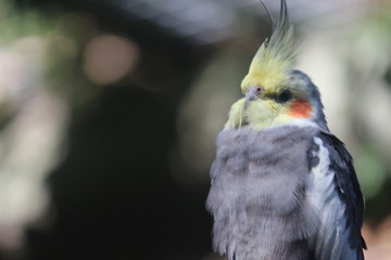 Cockatiel / Bird / Parrot 