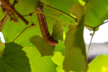 tiger swallowtail butterfly larva