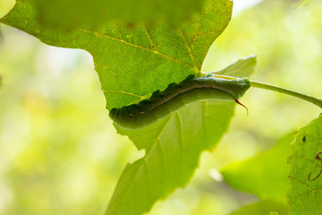 tiger swallowtail butterfly larva