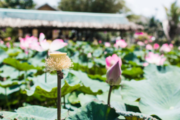 This beautiful waterlily or lotus flower is complimented by the rich colors