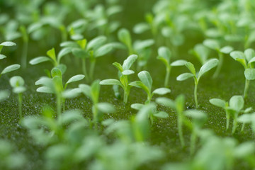 Fototapeta na wymiar Seedlings growing salad vegetables in a sponge.