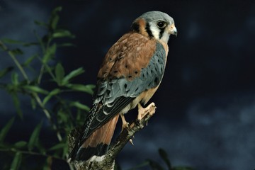American Kestral (Falco Sparverius)