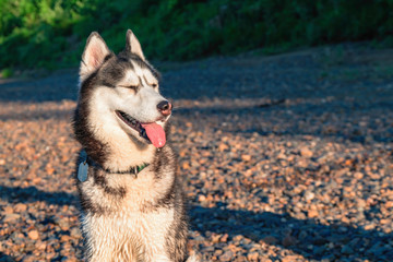 Obraz premium Husky dog squints with pleasure in the sun, smiling and sticking out his tongue.