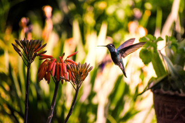 Verde Esmeralda © Jayanti